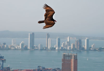 Bird flying over sea against cityscape