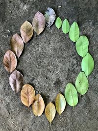 High angle view of leaves on heart shape