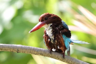 Close-up of bird perching on branch