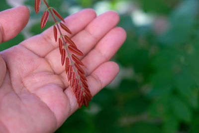 Close-up of a hand holding lizard