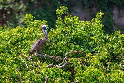 A large pelican sits on a tree branch in the park.