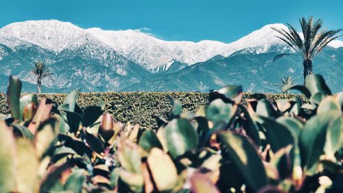 Close-up of frozen plants against sky