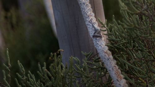 Close-up of tree trunk