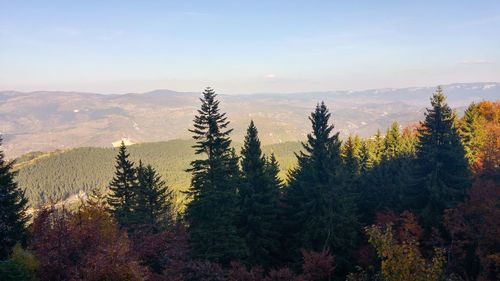 Scenic view of forest against sky