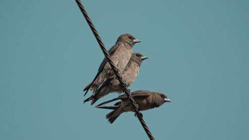 Low angle view of bird perching on cable against clear sky