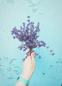 Close-up of woman hand holding purple flowering plants against wall