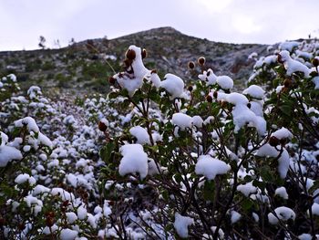 Close-up of white flowers against sky