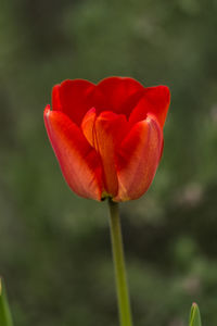 Close-up of red tulip