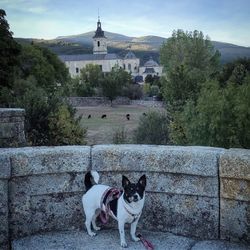 View of a dog against building