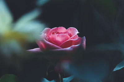 Close-up of pink rose