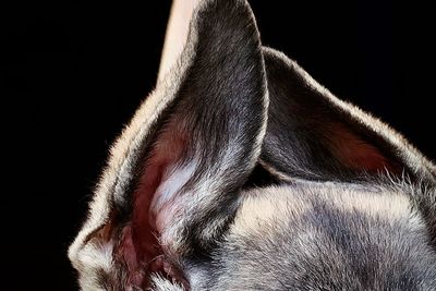 Close-up of horse sleeping against black background