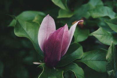 Close-up of pink flower bud