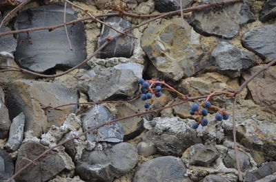 Close-up of rope on rock