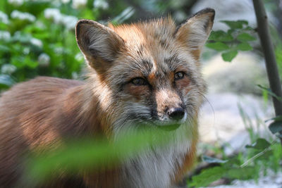 Side view of fox