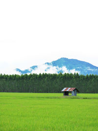 Scenic view of agricultural field against sky