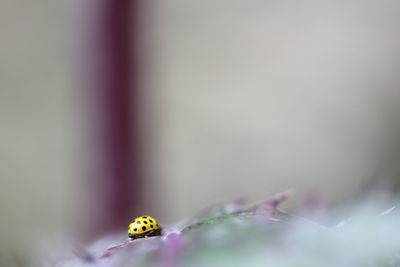 Close-up of ladybug on flower