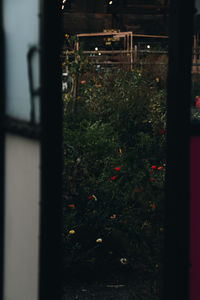 Plants growing in yard seen through window