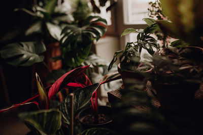 Close-up of wilted potted plant