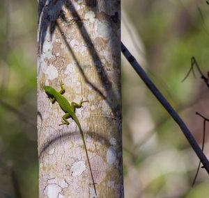 Green anole 
