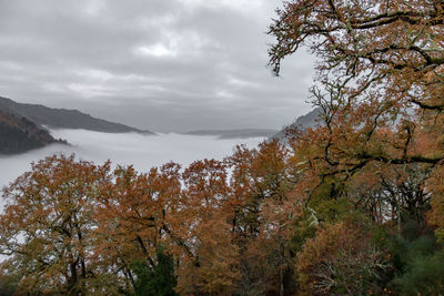 Trees and plants against sky during autumn