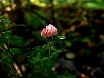 Close-up of pink flower blooming outdoors