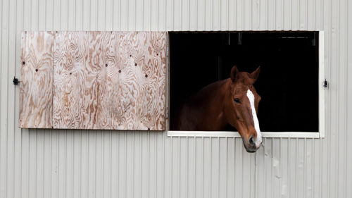 Horse in stable