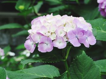 Close-up of pink flowering plant