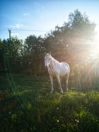 White dog standing on field