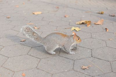 High angle view of squirrel on cobblestone