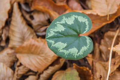 Green leaf of wild cyclamen on the background of fallen leaves. close-up