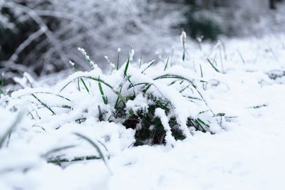 Close-up of frozen tree during winter