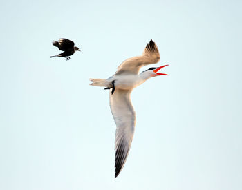 Low angle view of bird flying against clear sky