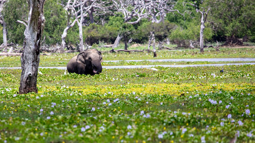 A elephant eating water lilies