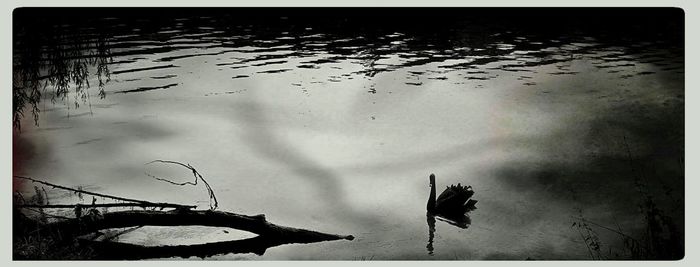 Reflection of trees in water