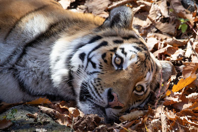 Close-up of tiger