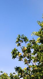 Low angle view of flowering tree against blue sky