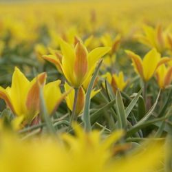 Close-up of yellow flowering plants on field