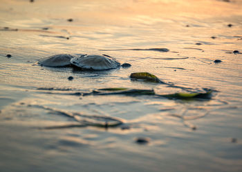 High angle view of sand dollars