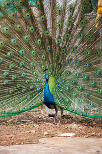 View of peacock