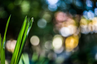 Close-up of plant