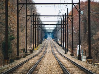 Railroad tracks along trees