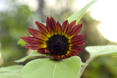 Maroon flower blooming in park