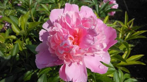 Close-up of pink flower