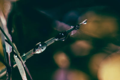 Close-up of damselfly on leaf