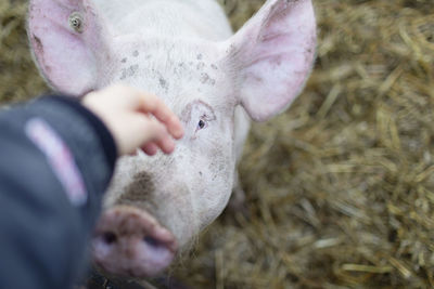 Close-up of hand feeding