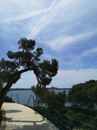 Trees by swimming pool against sky