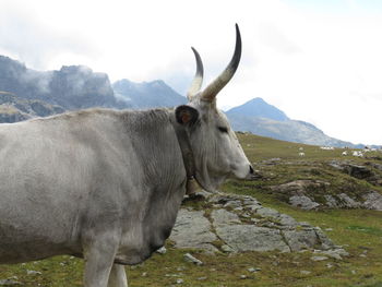 Cow grazing on alps