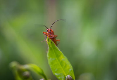 Close-up of insect on plant