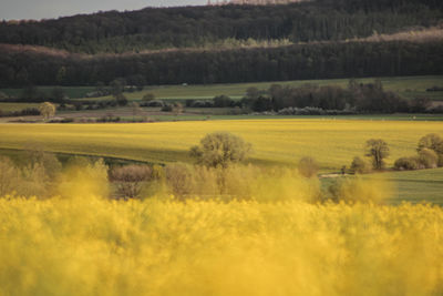 Scenic view of agricultural field