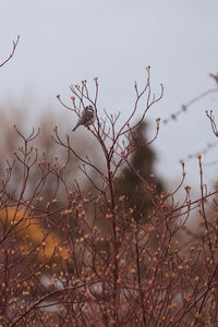 Bird perching on a tree